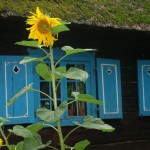 Sunflower - Olsztynek by Kamila Michalowska