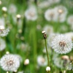 Taraxacum officinale