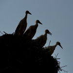 four-storks