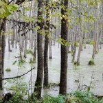 Forest near Gierloz - Poland, Wolf's Lair