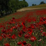 Meadow - Poland