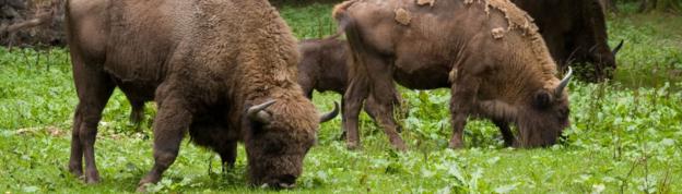 European bisons in Poland