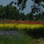 Meadow Poland