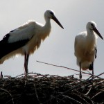 Storks by Leszek Kozlowski, Poland