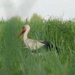 White stork