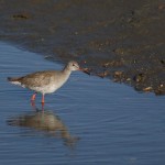 Common Redshank