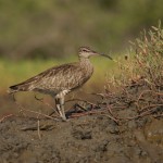 Whimbrel