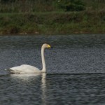 Whooper Swan