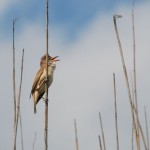 Marsh warbler in Biebrza National Park