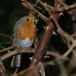 Robin