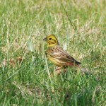 Yellowhammer