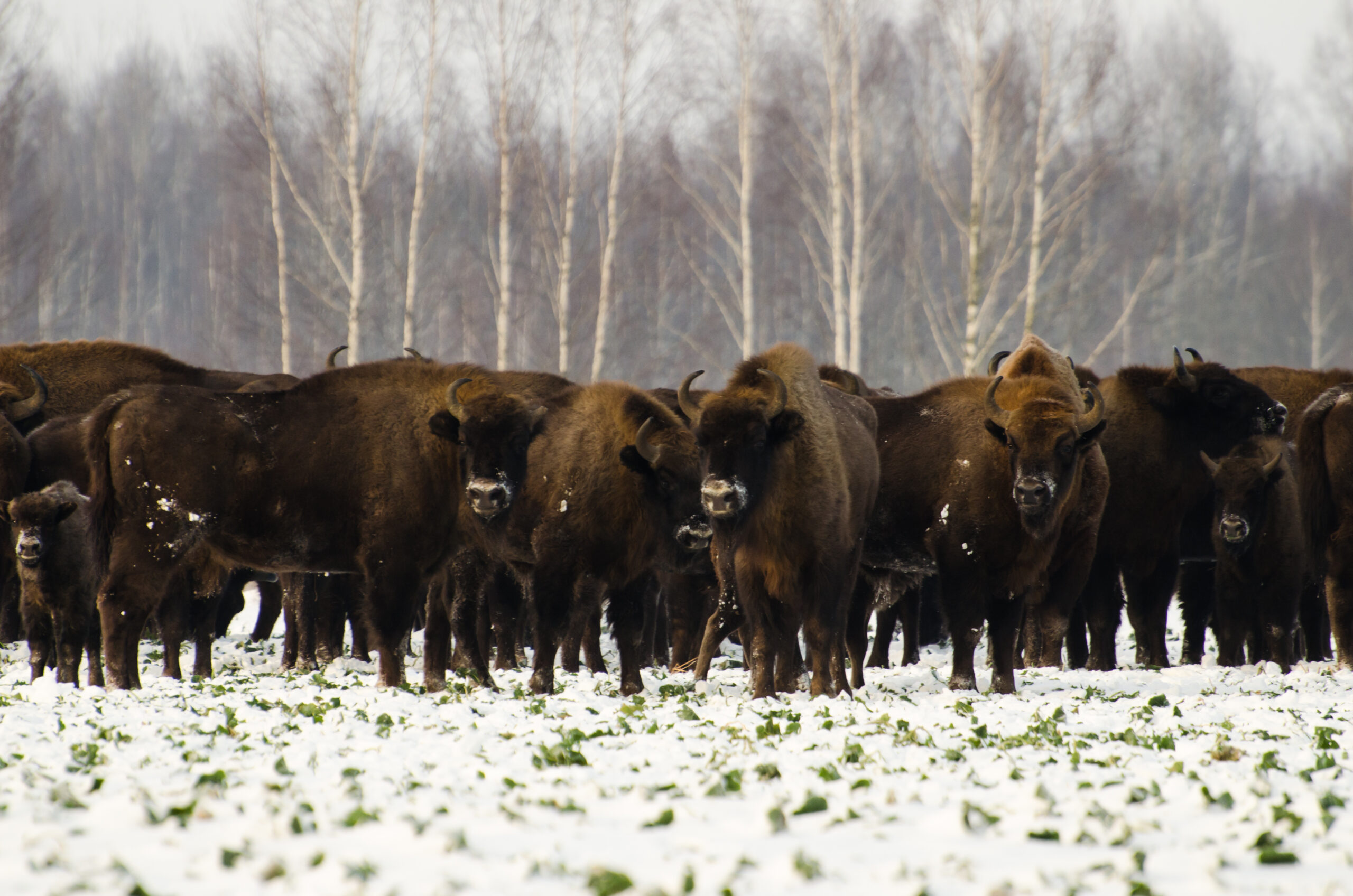 Bialowieza forest