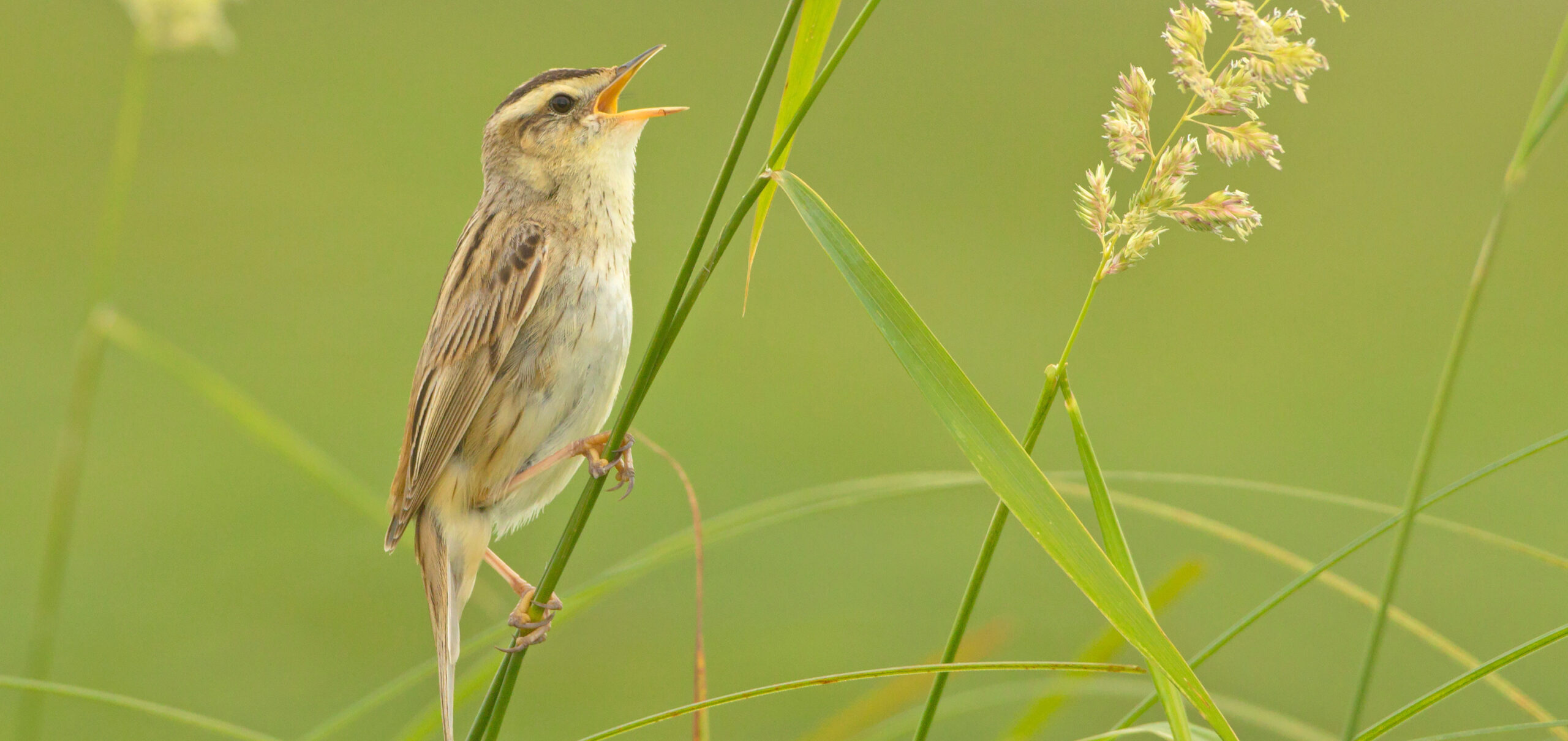 Acrocephalus paludicola