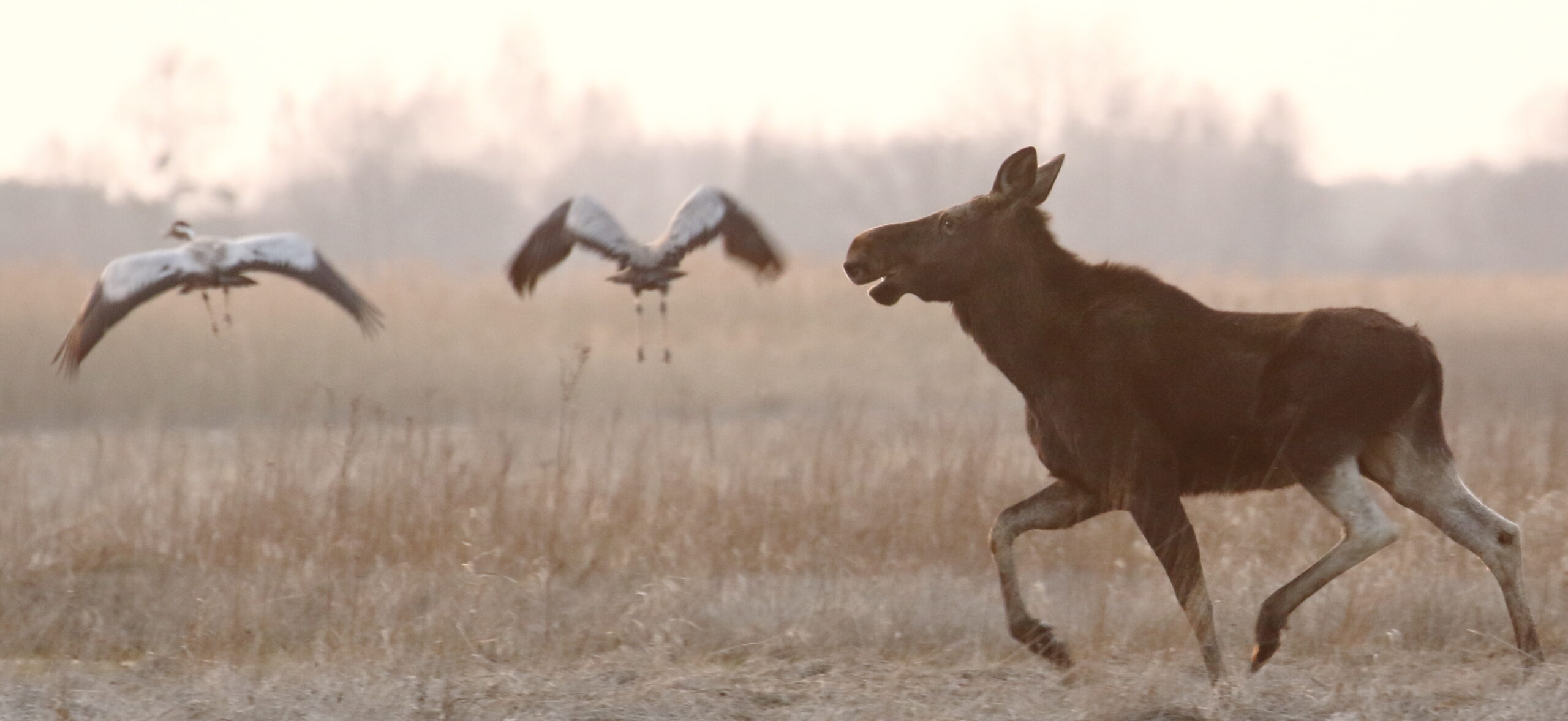 Elk and cranes